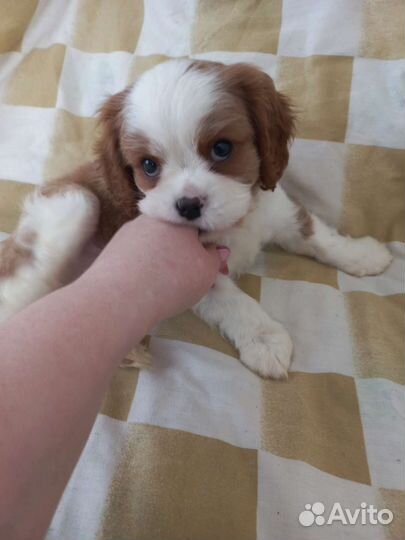 Кавалер спаниель мальчик и девочки