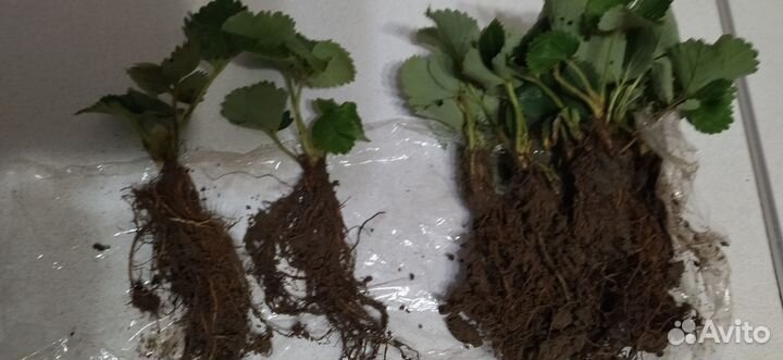 Продам рассаду клубники Хоней