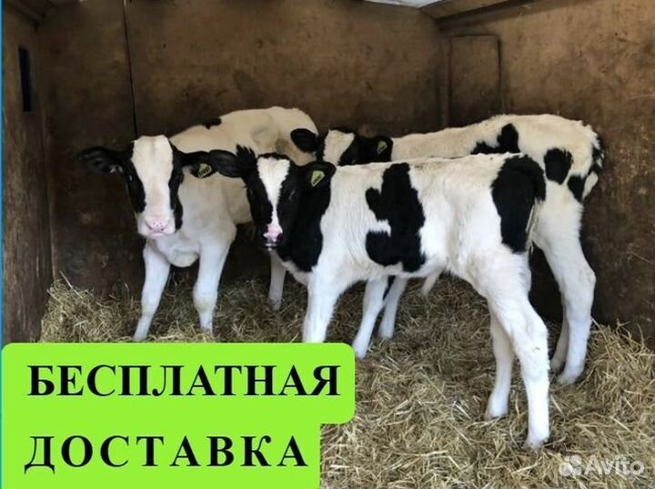 Бычки от 1 месяца