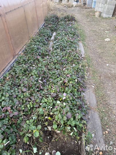 Рассада клубники