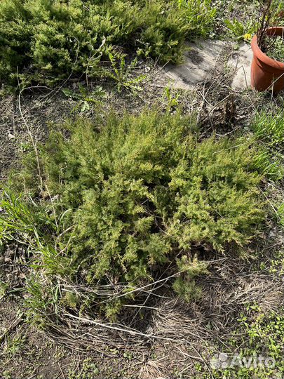 Можжевельник