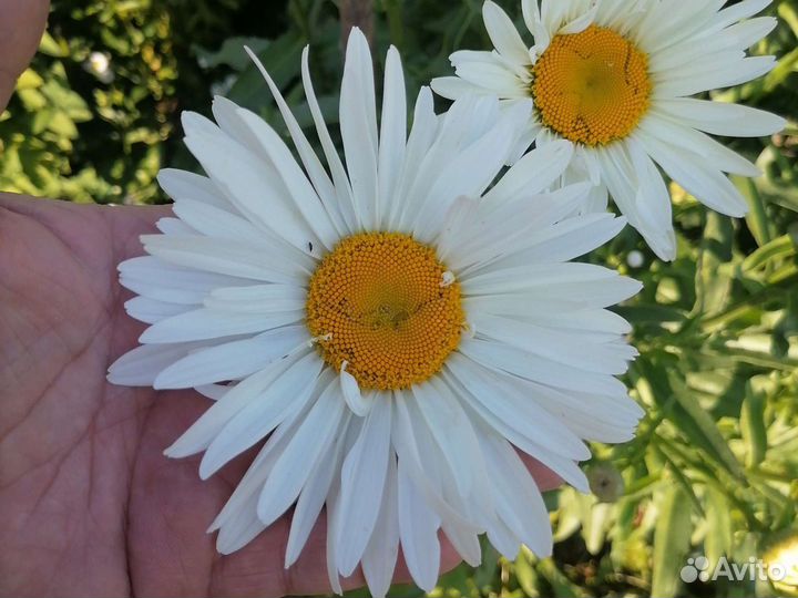 Ромашка. Рассада. Деленки