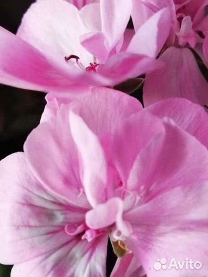 Пеларгонии