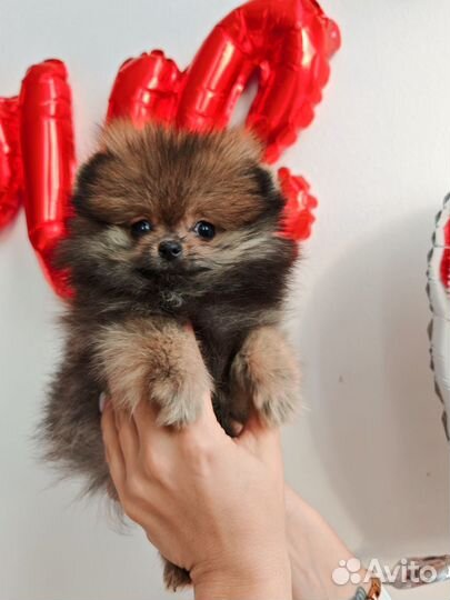 Мини девочка Шпиц