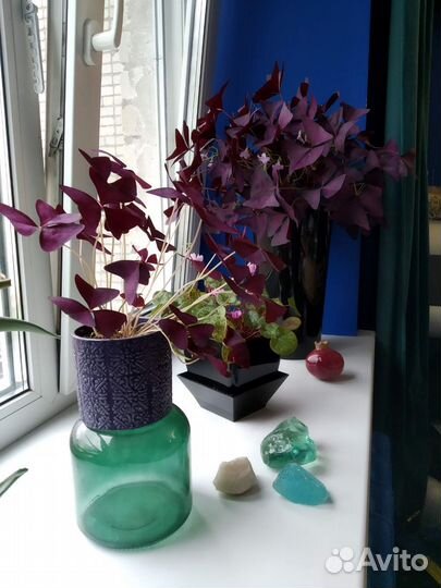 Оксалис, кислица