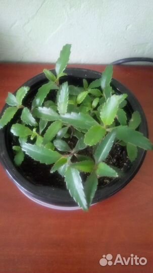 Каланхое Дегремона