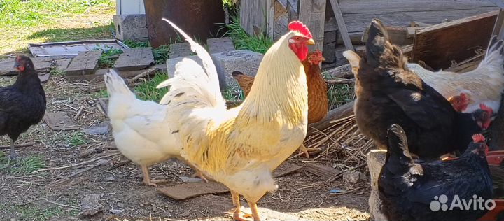 Молодые петухи