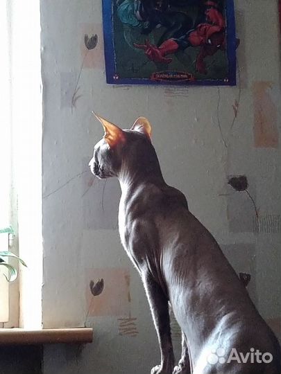 Кот сфинкс бесплатно