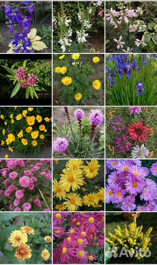 Садовые многолетники