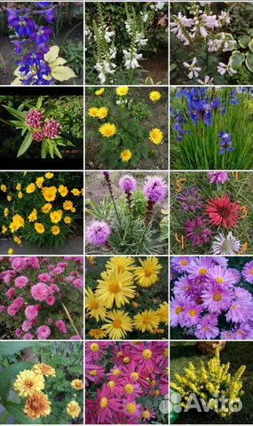 Садовые многолетники