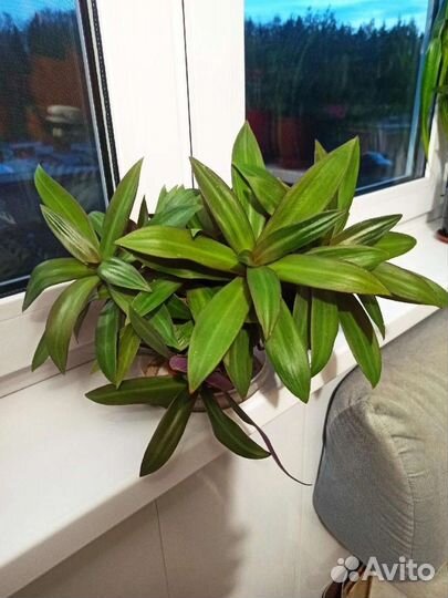 Традесканция Рео