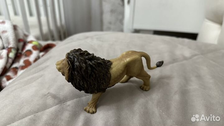 Лев в хорошем состаянии