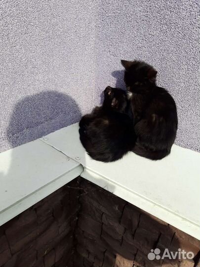 Экзотическая кошка