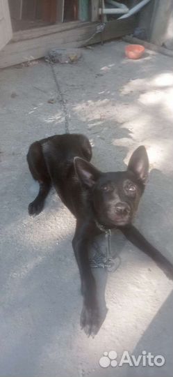 Собака в добрые руки отдам бесплатно