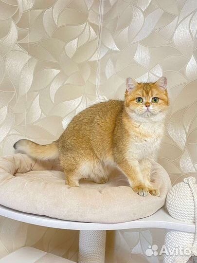 Британская кошка