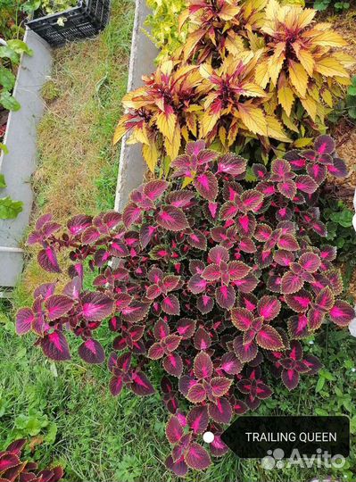 Сортовые вегетативные колеусы