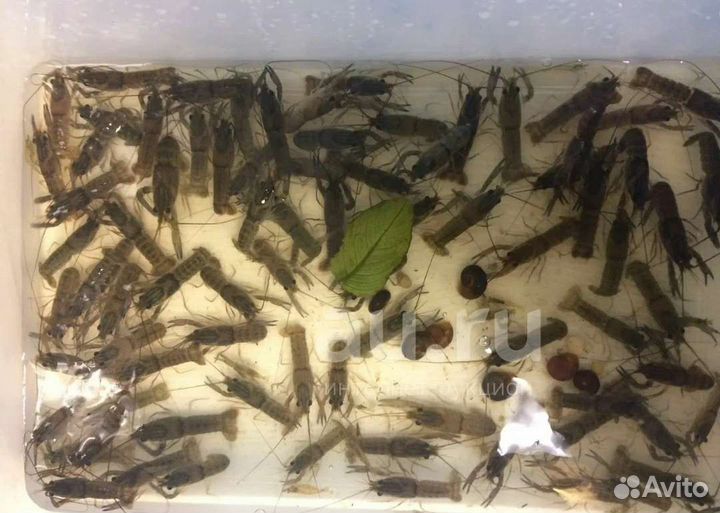 Австралийский красноклешневый рак