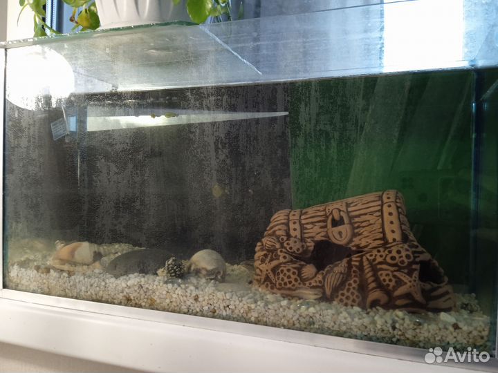 Аквариум