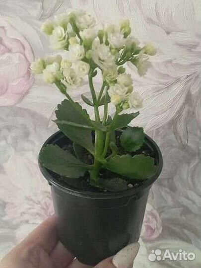 Каланхоэ цветущий