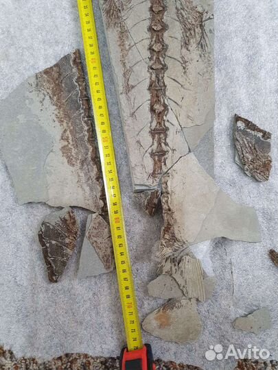 Окаменевшая рыба