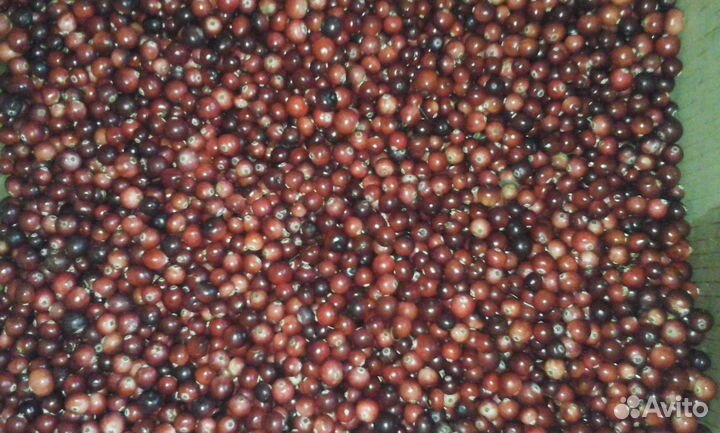 Пчелы и улья