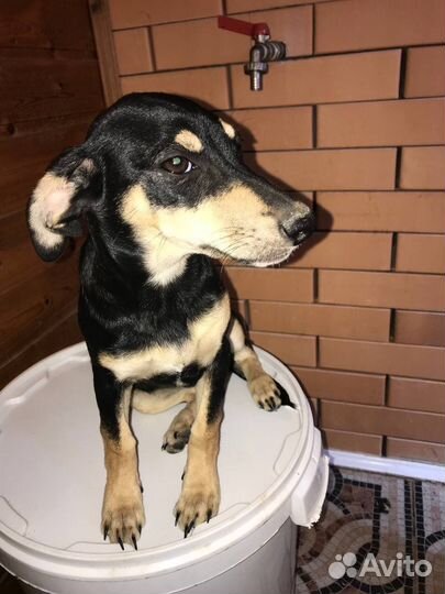 Щенок в добрые руки бесплатно