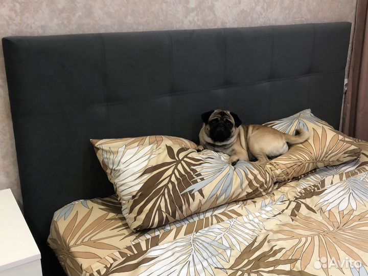 Мопс мальчик вязка