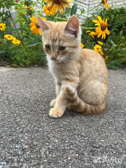 Котенок в дар бесплатно