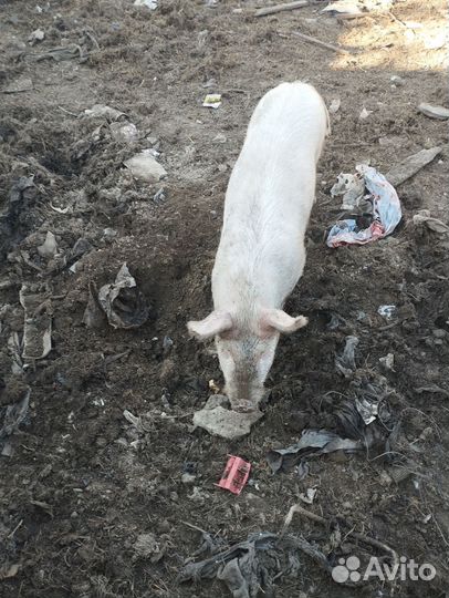 Поросята ландрас дюрок