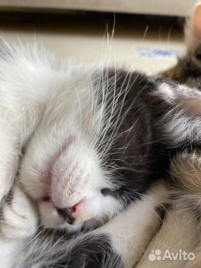 Кошки в добрые руки бесплатно