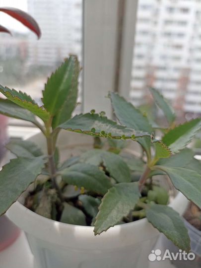 Сансевиерия алоэ вера каланхоэ бегония и др