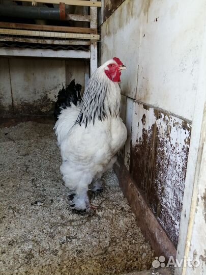 Петух Брама