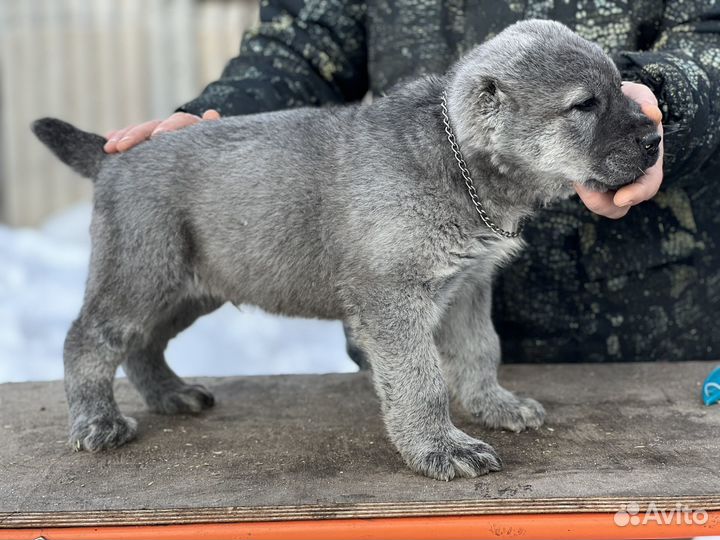 Серый Алабай из питомника Аз марал