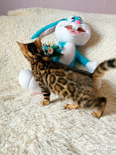 Бенгальская девочка