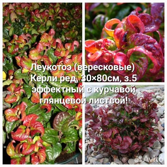 Верески и Вересковые