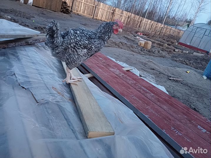 Молодые петушки