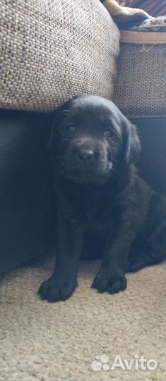 Щенки лабрадора