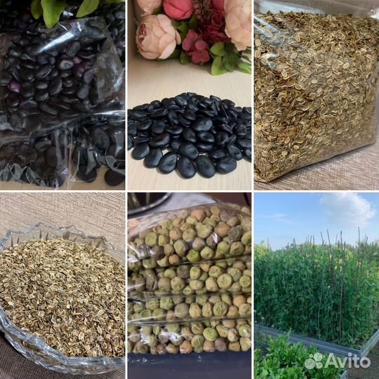 Семена: укроп, горох, бобы