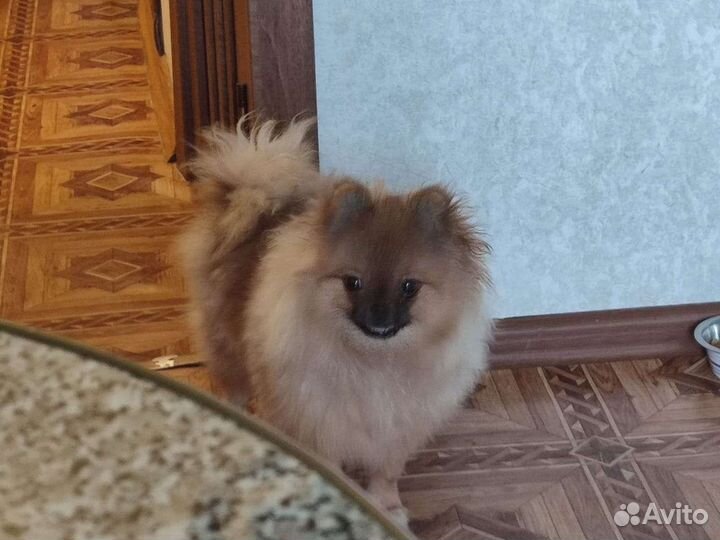Померанский шпиц девочка