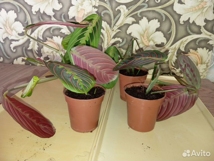 Хлорофитум, маранта, циссус, аглаонема, фикусы