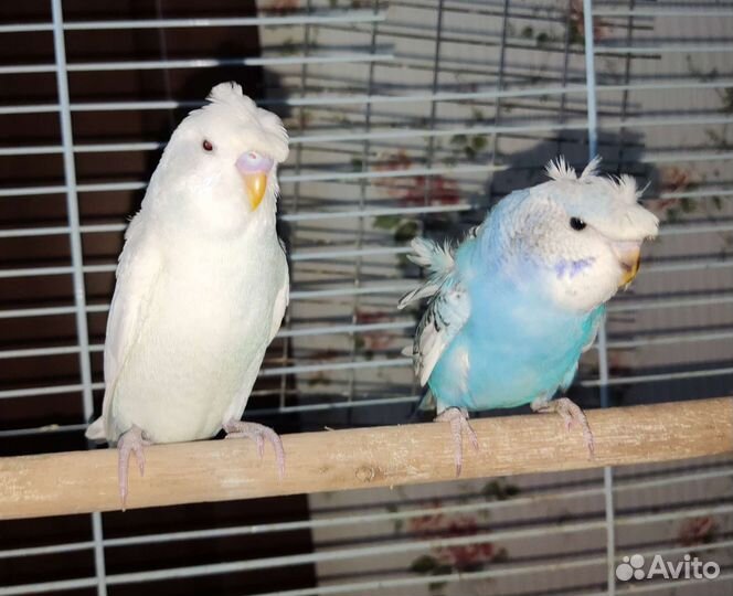 Хагоромо - Хохлатые волнистые попугаи