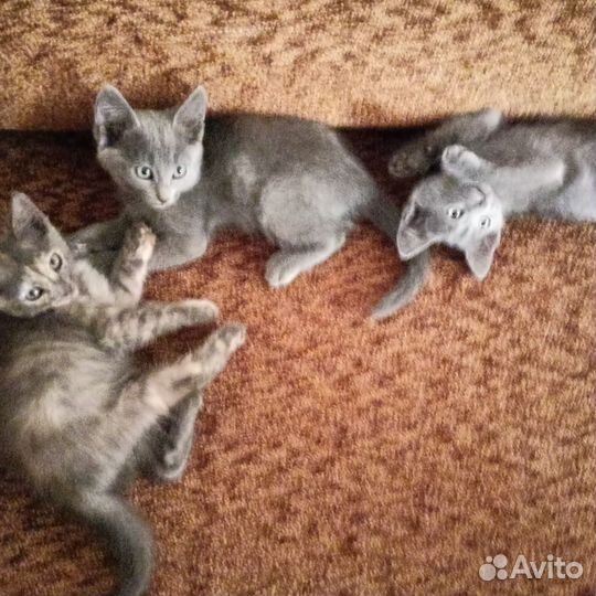 Отдам в добрые руки катят