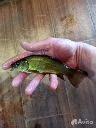 Линь (Живая рыба 24/7 )