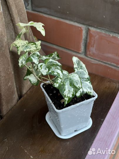 Плющи сортовые