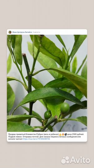 Привитые плодоносящие цитрусы редкие сорта