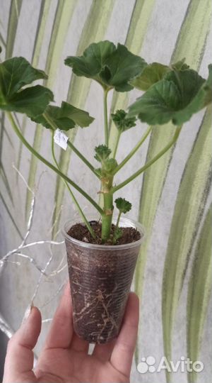 Пеларгония Dynasty Daji