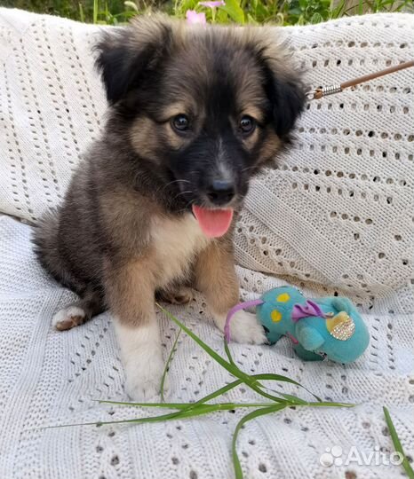 Собака щенок маленькой породы Кроха