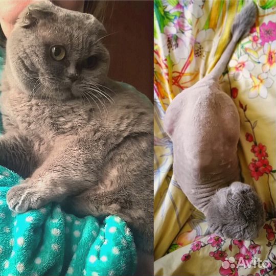 Стрижка кошек и собак. Ультразвуковая чистка зубов