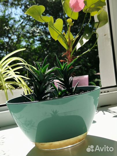 Суккулент хавортия