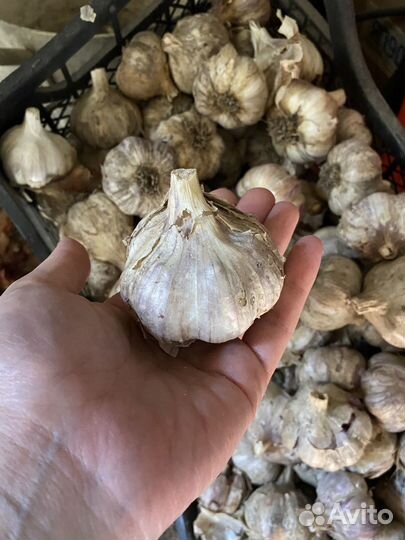 Чеснок домашний